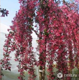 Декоративные яблони более 5 сортов. Фото 1.