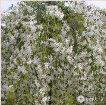 Декоративные яблони более 5 сортов. Фото 3.