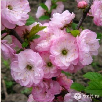 Декоративные кустарники. Фото 1.