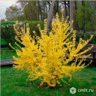 Декоративные кустарники. Фото 8.