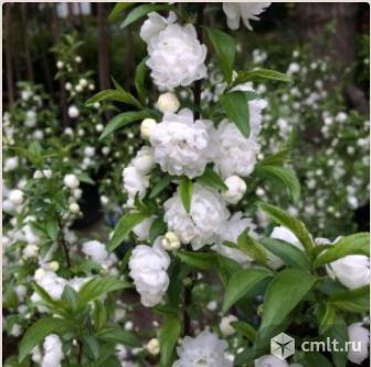 Декоративные деревья. Фото 1.