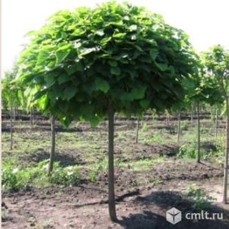 Декоративные деревья. Фото 3.