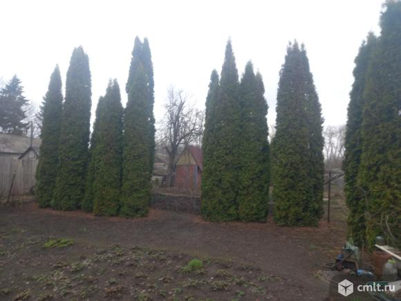 Продажа туи. Фото 1.