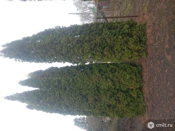 Продажа туи. Фото 4.