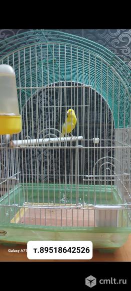 Птицы / канарейки. Фото 3.