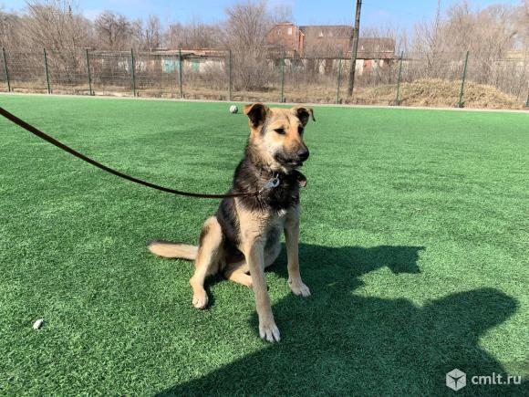 Отдам щенка в добрые руки. Фото 1.