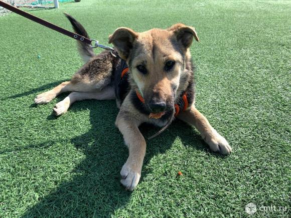 Отдам щенка в добрые руки. Фото 6.