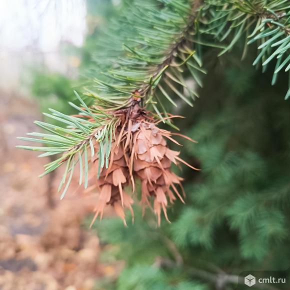 Пихта Псевдотсуга+кипарисовик, семена. Фото 1.