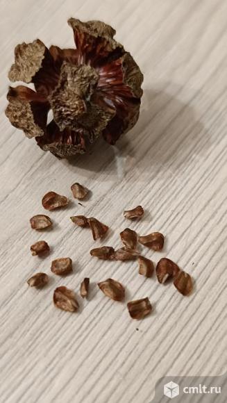 Пихта Псевдотсуга+кипарисовик, семена. Фото 5.