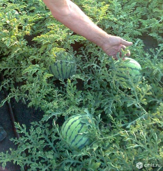 Арбуз желтый и микросеменной. Фото 9.