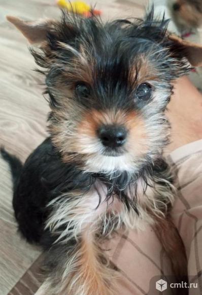 Йорширский терьер. Фото 1.