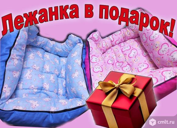 Йорширский терьер. Фото 5.