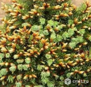 Редкие хвойные растения:тис, пихта, тсуга, псевдотсуга, кедр и т.д.. Фото 2.