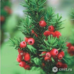 Редкие хвойные растения:тис, пихта, тсуга, псевдотсуга, кедр и т.д.. Фото 1.