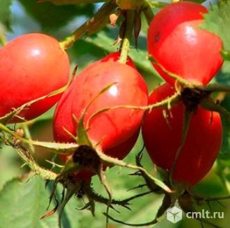 Шиповника саженцы. Фото 1.