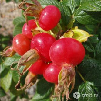 Шиповника саженцы. Фото 2.