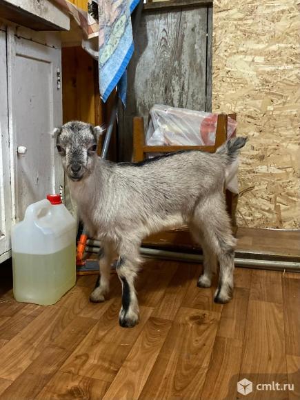 Продается козлик. Фото 1.