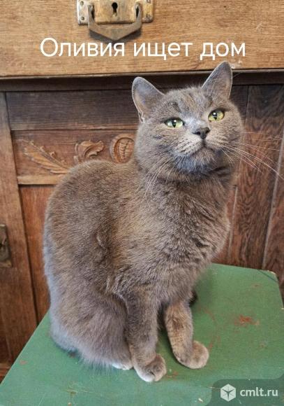 Кошка Оливия в добрые руки. Фото 1.