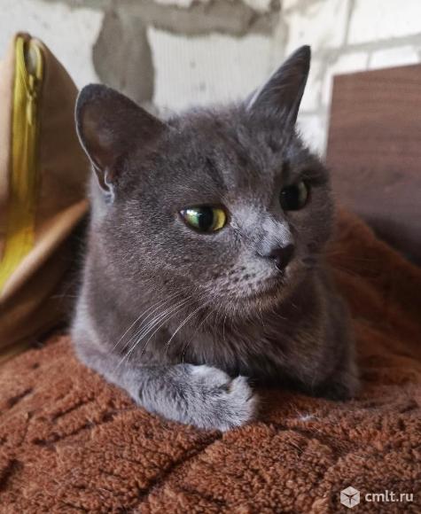 Кошка Оливия в добрые руки. Фото 5.