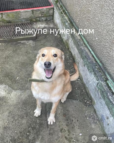 Рыжуля в добрыее руки. Фото 1.