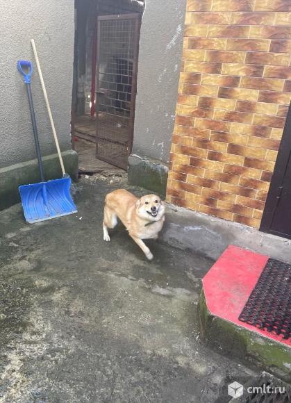 Рыжуля в добрыее руки. Фото 5.