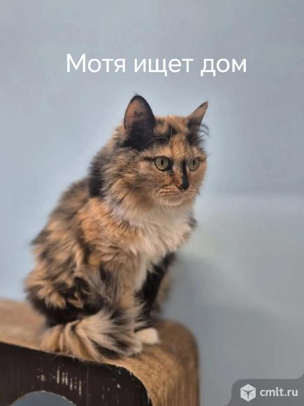 Кошка Матильда в добрые руки. Фото 1.