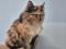 Кошка Матильда в добрые руки. Фото 1.