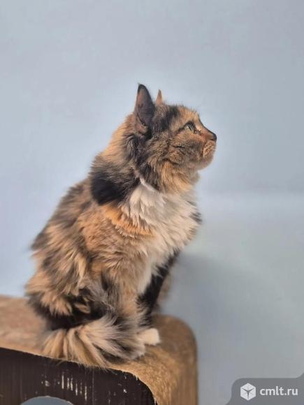 Кошка Матильда в добрые руки. Фото 4.