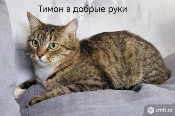 Кот Тимон в добрые руки. Фото 1.