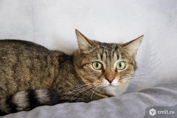 Кот Тимон в добрые руки. Фото 3.