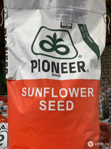 Семена подсолнечника под евролайтинг. Фото 3.