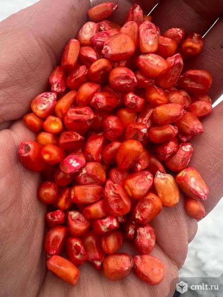 Семена кукурузы Феномен,Фалькон,Дкс. Фото 1.