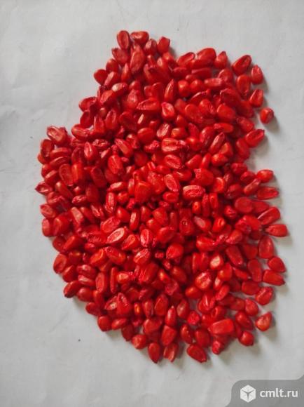 Семена кукурузы Феномен,Фалькон,Дкс. Фото 3.