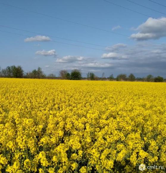 Семена ярового рапса Рапул. Фото 2.