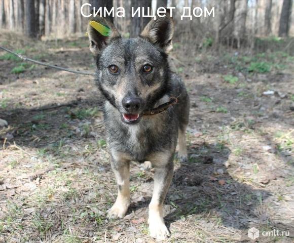 Маленькая Собачка ищет дом. Фото 1.