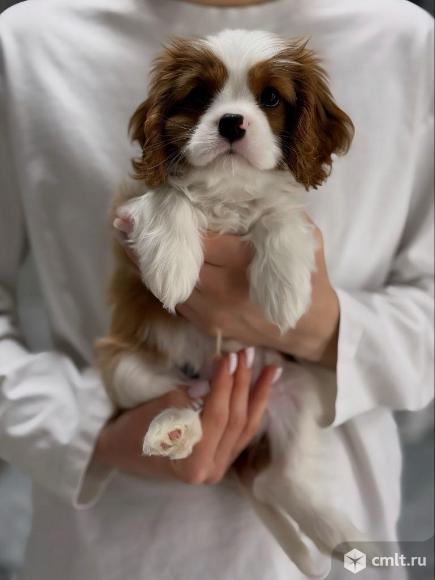 Кавалер кинг-чарльз-спаниель, щенок. Фото 1.