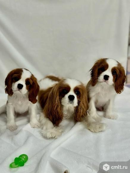 Кавалер кинг-чарльз-спаниель, щенок. Фото 8.