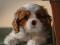 Кавалер кинг-чарльз-спаниель, щенок. Фото 4.