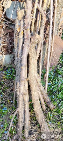 Продаю корень хрена. Фото 1.