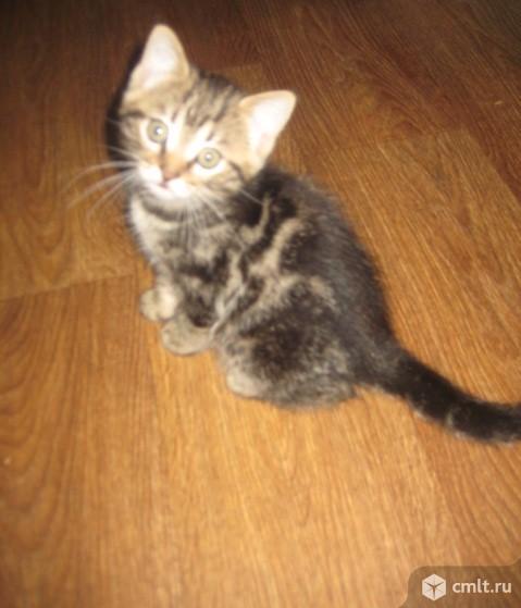 Котёнок. Фото 1.