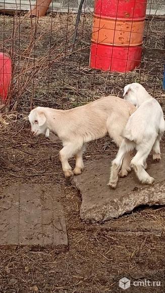 Козлики на племя, обмен. Фото 1.
