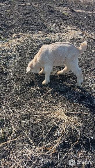 Козлики на племя, обмен. Фото 10.