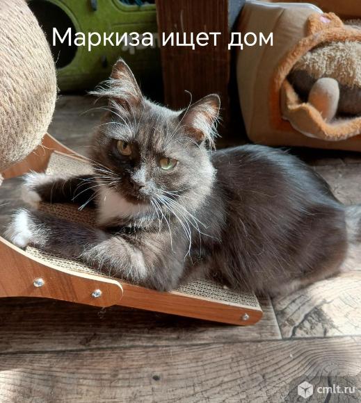 Кошка Маркиза в добрые руки. Фото 1.