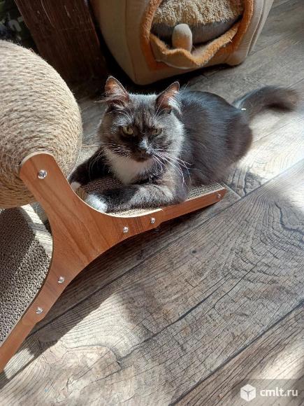 Кошка Маркиза в добрые руки. Фото 5.