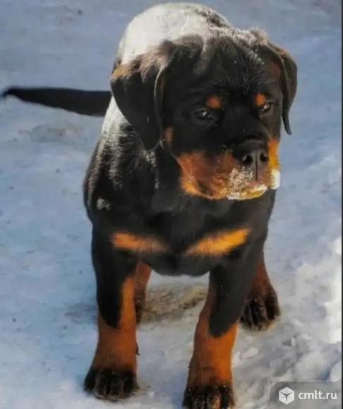 Подрощенный щенок ротвейлера. Фото 1.