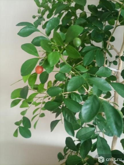 Мурайя метельчатая. Фото 1.