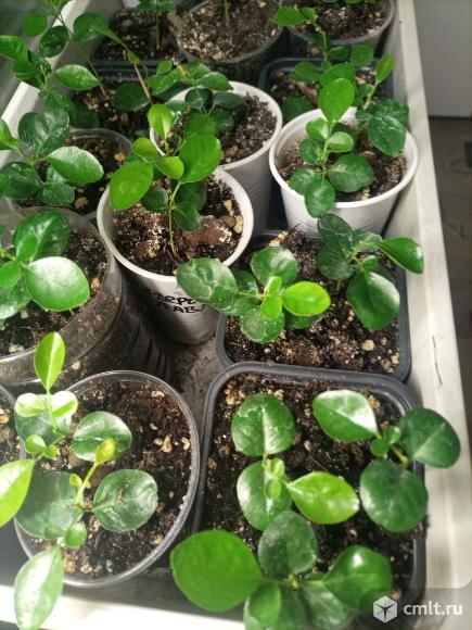 Мурайя метельчатая. Фото 8.