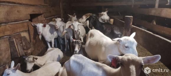 Козы. Фото 1.