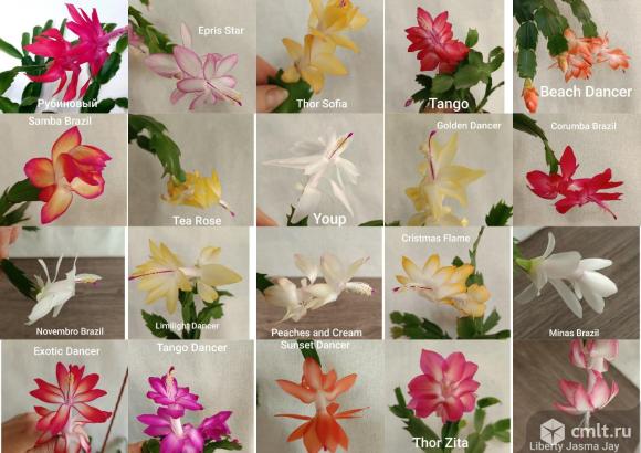 Декабрист, Зигокактус, Шлюмбергера,Рипсалидопсис. Фото 1.