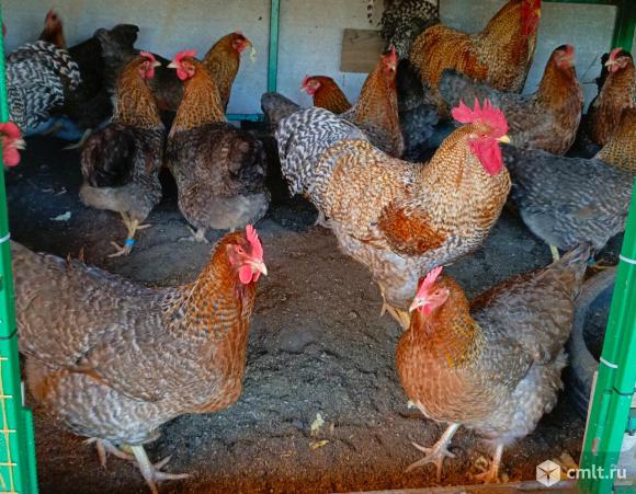 Инкубационное яйцо кур Билефельдер.. Фото 1.